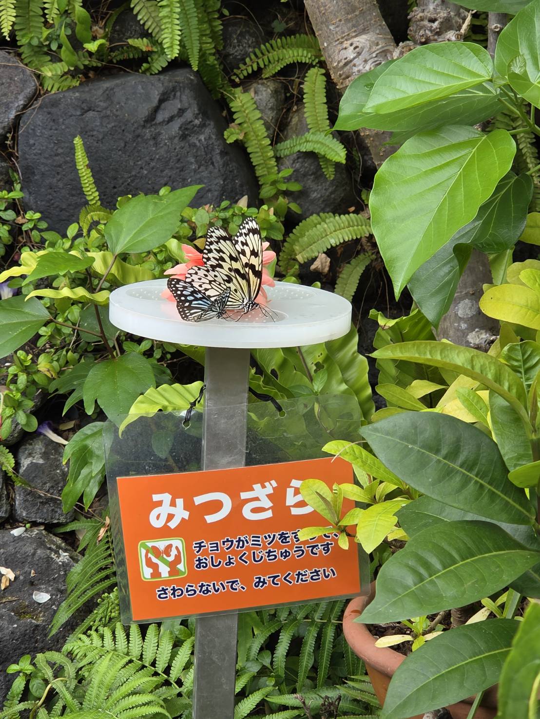 https://sanyosangyo.jp/news/images/2b7b74b8e674087449167f5fb1af49fc26887ab6.jpg
